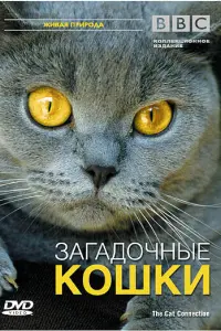  BBC: Загадочные кошки 